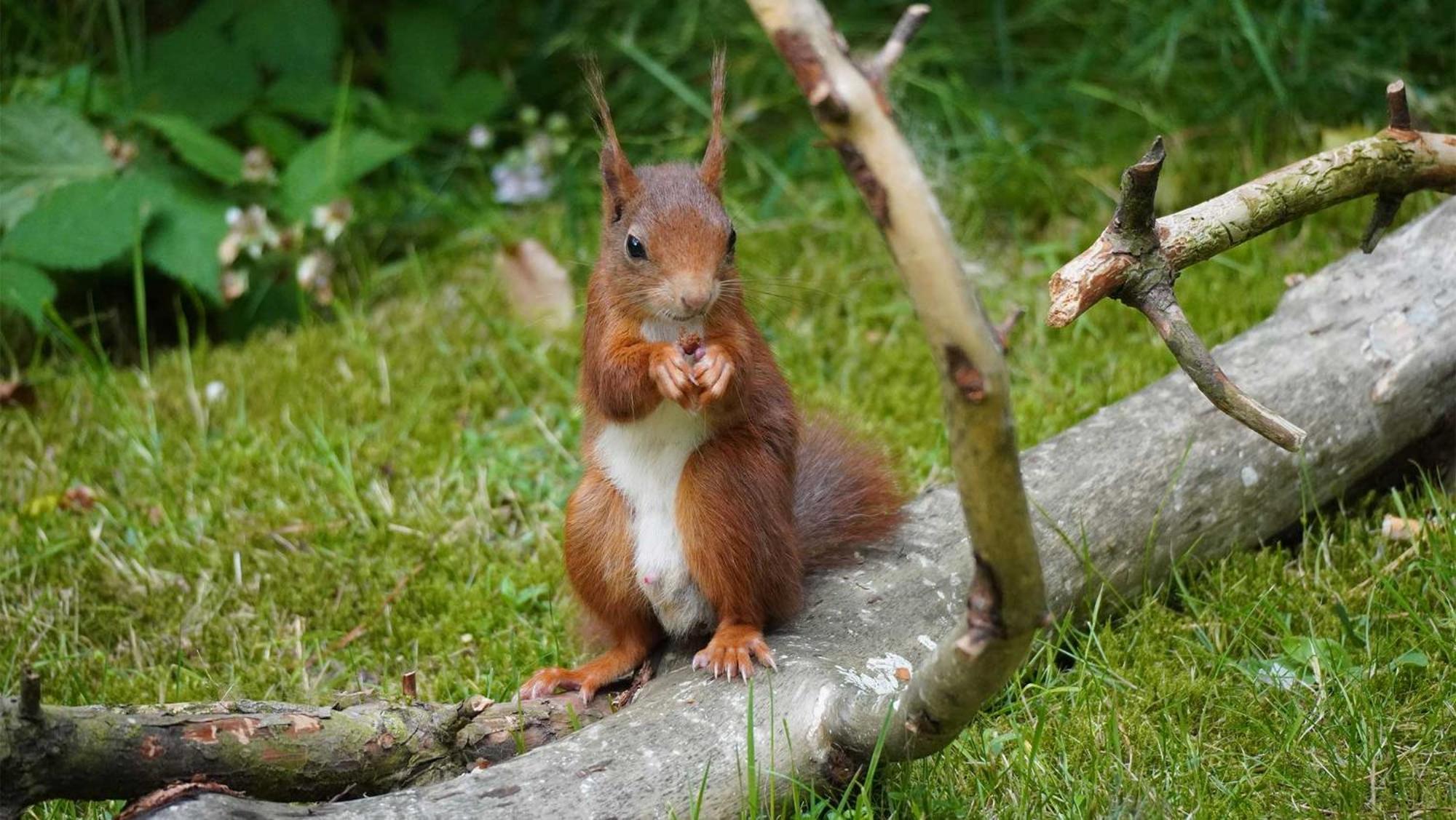 Molecaten Park Landgoed Ginkelduin Leersum Zewnętrze zdjęcie